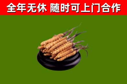 岳普湖烟酒回收冬虫夏草.jpg